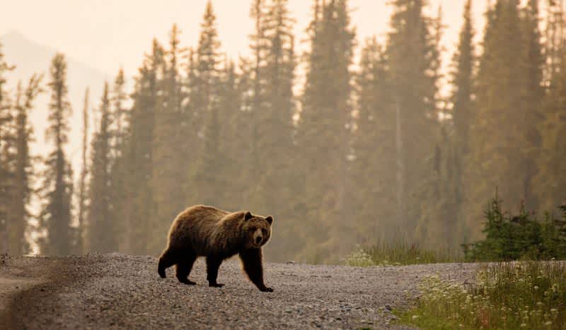 BREAKING: Federal Judge Rules to Restore Grizzly Protections, Canceling Bear Hunt