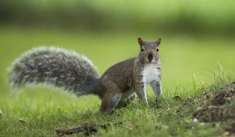 Recycle Squirrel Tails with the Mepps Squirrel Tail Program