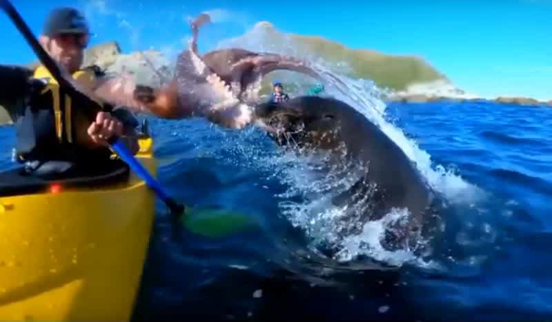 Viral Video: Sassy Sea Lion Slaps Kayaker Across the Face with an Octopus
