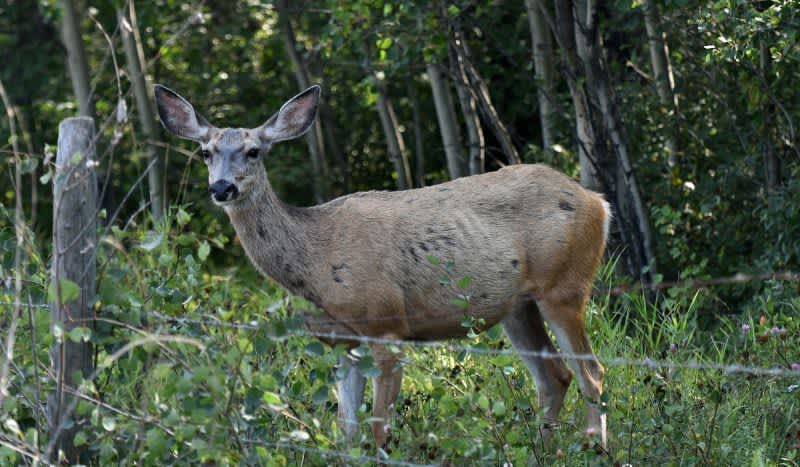 Is it Time to Pay Wisconsin Hunters for Harvesting CWD-Infected Deer?