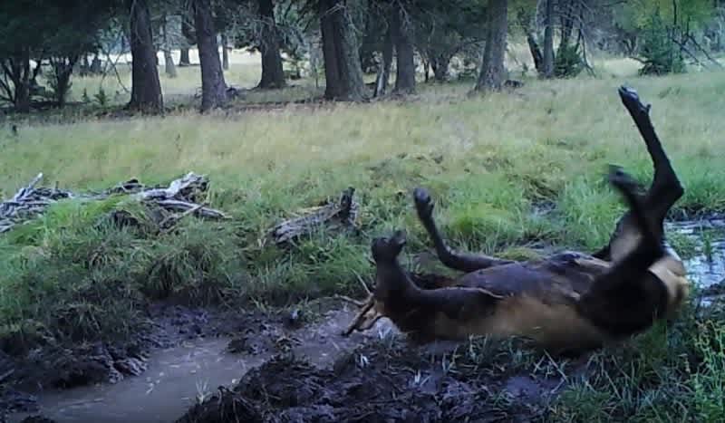Video: Bull Elk Wallowing in Mud Slips into His Best Wallow Suit for the Rut