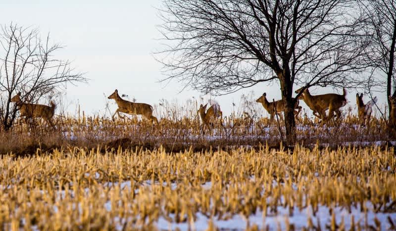 Michigan DNR Confirms First Case of Incurable Deer Disease in Upper Peninsula