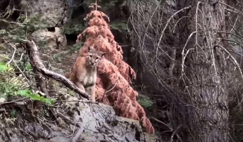 Video: Hiker Nearly Gets Caught in a Mountain Lion Ambush Trap