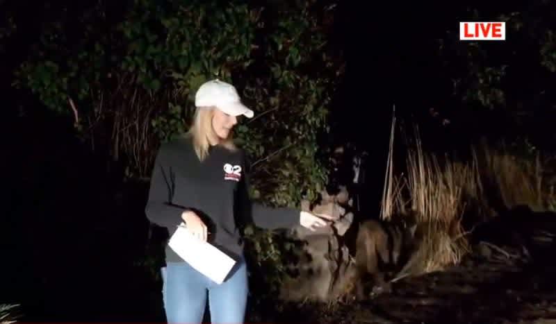 Video: Mountain Lion Photobomb Goes Viral After Reporter Calls it a Dog