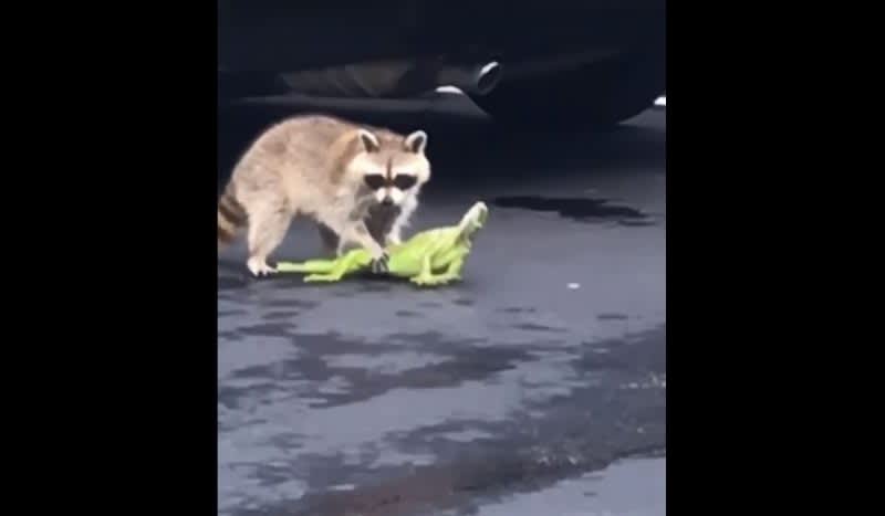 Video: Raccoon vs. Iguana Street Fight Goes Viral