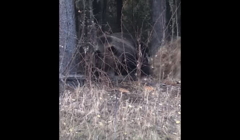 Video: Grizzly Tearing into a Black Bear Den Shows How Ruthless Grizzly Bears Can Actually Be