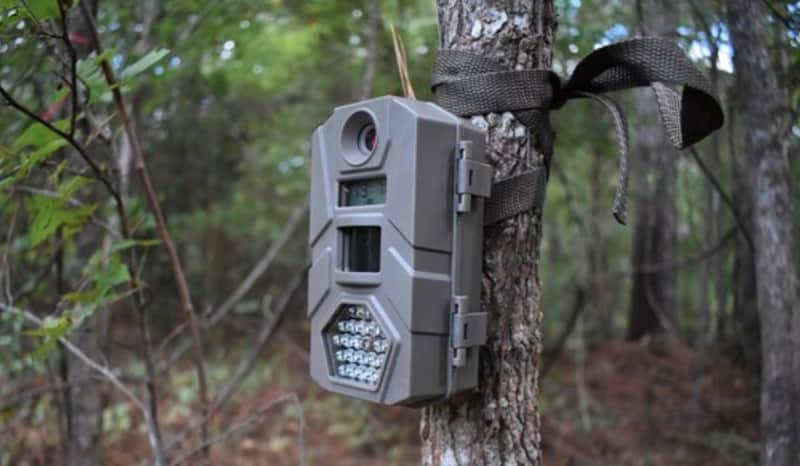 Are Cheap Trail Cameras Worth The Money?