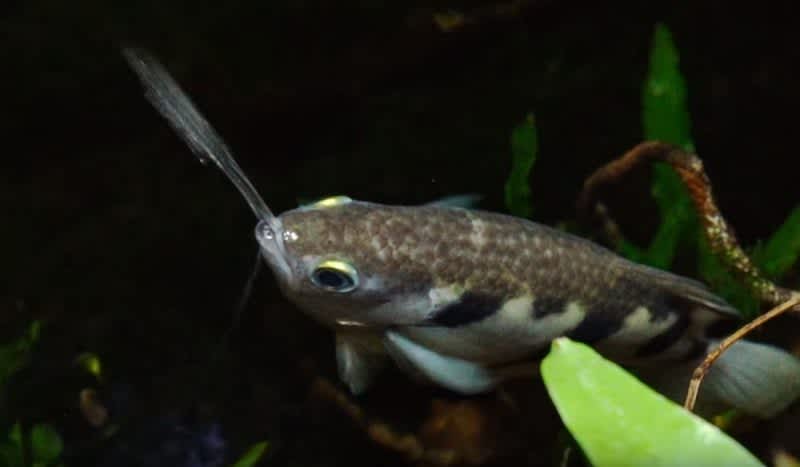 Video: Spitting Archerfish Hunt Their Prey from Beneath the Water