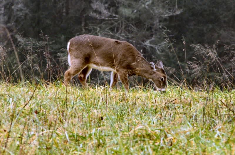 Top 5 Guns for Deer Hunting