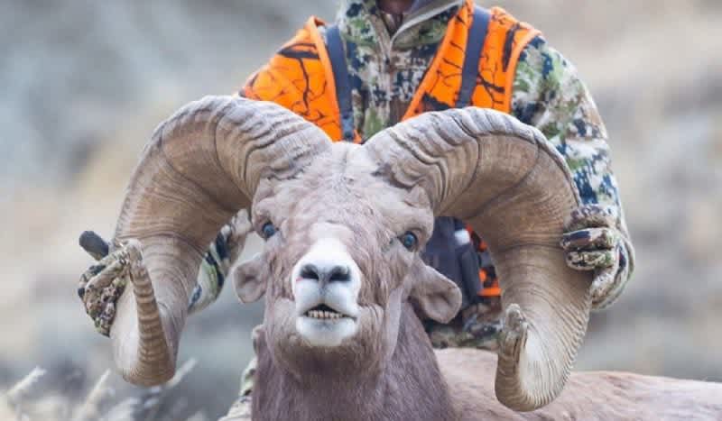 Montana College Student Lands Spot in Record Books, Ties World Record Bighorn Ram