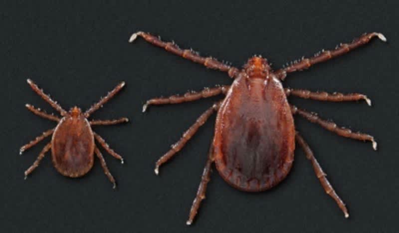 CDC Working to Understand the Spread of ‘New’ Longhorned Tick Species in the U.S.
