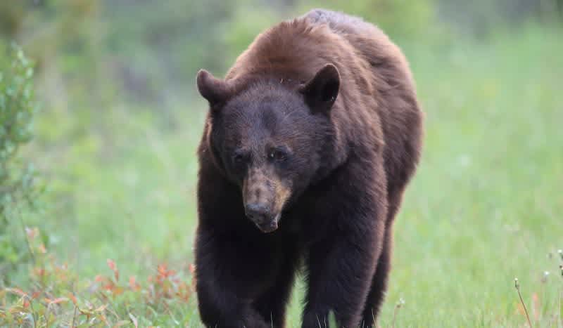 ‘The Bear Could Have Eaten Me Up,’ Carolina Man Says After Bear Attack In His Driveway