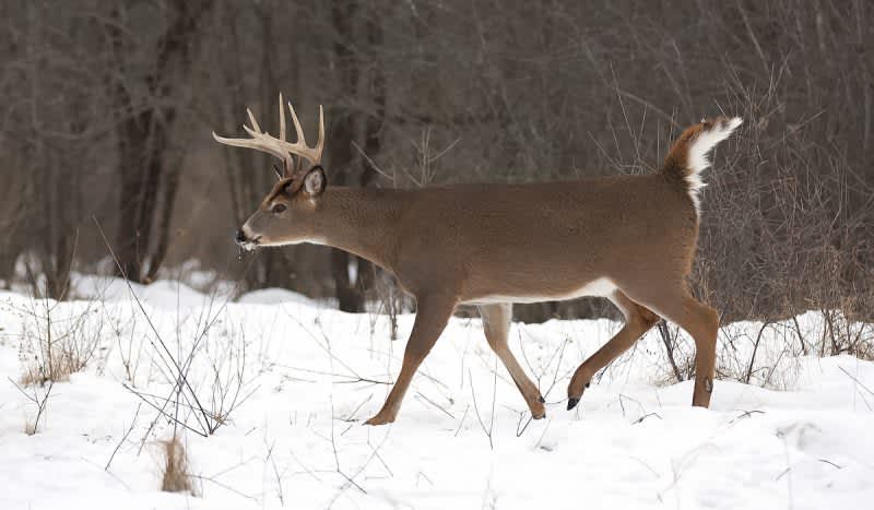 Hunting Report: More Deer Harvested in 2018 During Illinois’ Initial Firearm Deer Season