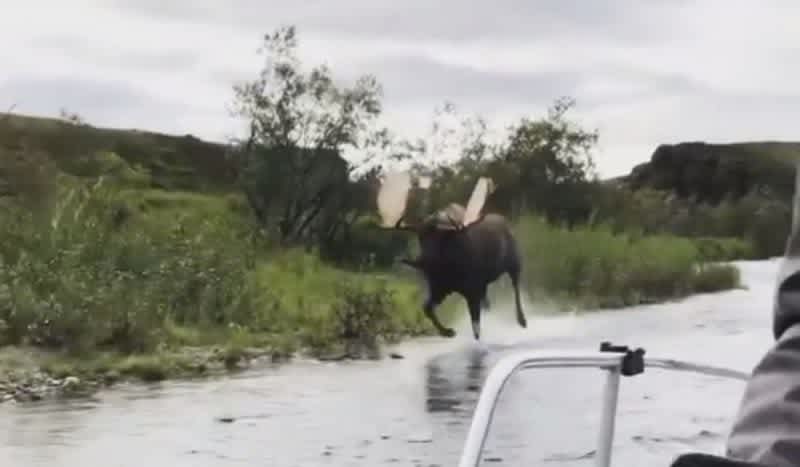 Video: Alaskan Bull Moose Effortlessly Keeps Pace With A Motor Boat