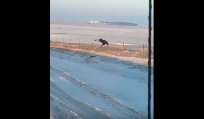 Video: Moose Takes Tumble Over Fence. . . Plays It Off Like a Champ