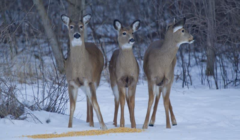 Michigan DNR: More Chronic Wasting Disease Suspected in Two Additional Counties