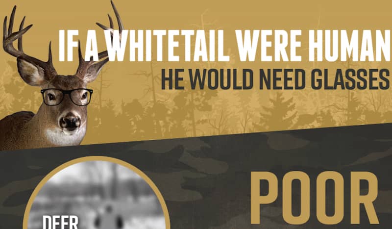 Deer Vision – A Deep Dive Into How a Whitetail’s Eyes Work