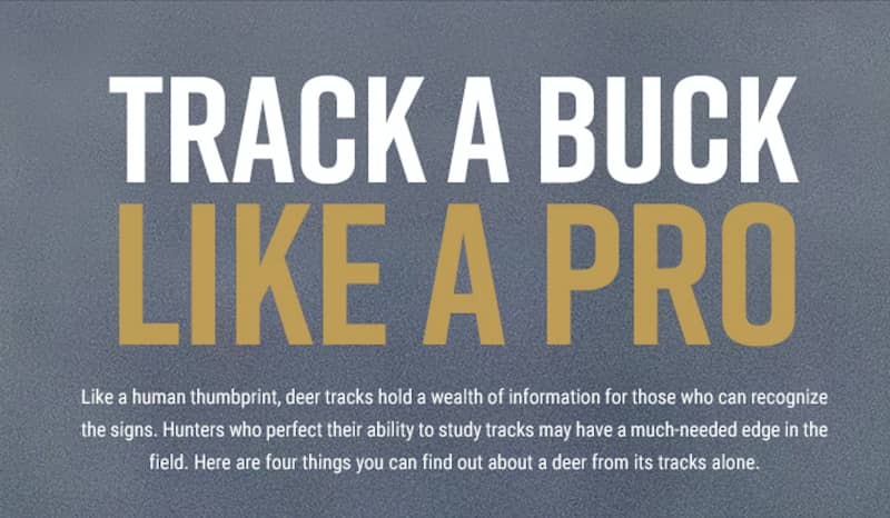 Track a Buck Like a Pro