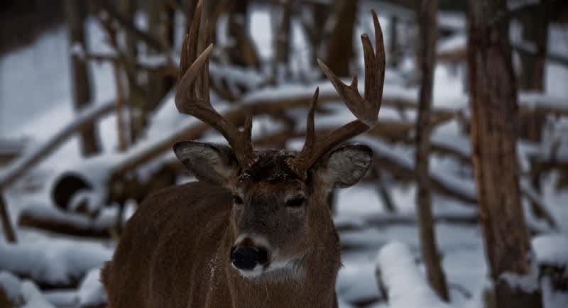 Everything You Need to Know about the Rut