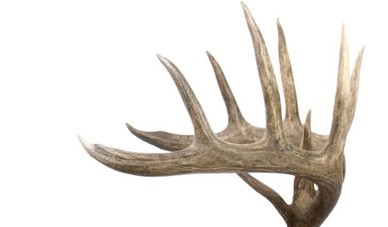 Here’s a Guide To Scoring Your Whitetail’s Rack