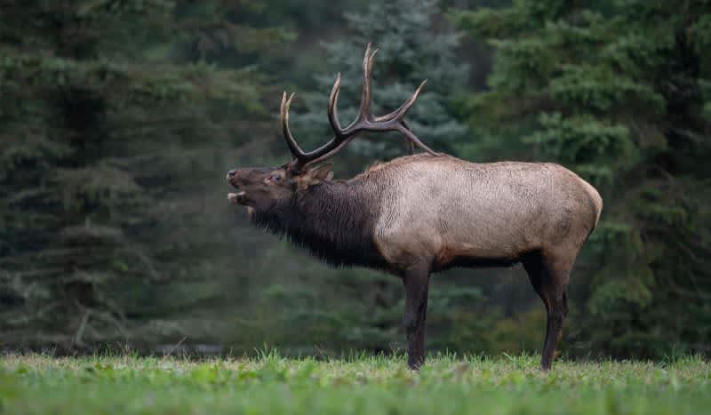 Wisconsin Elk Hunter Cited for Illegally Shooting Bull Elk During Wisconsin’s Inaugural Elk Hunt