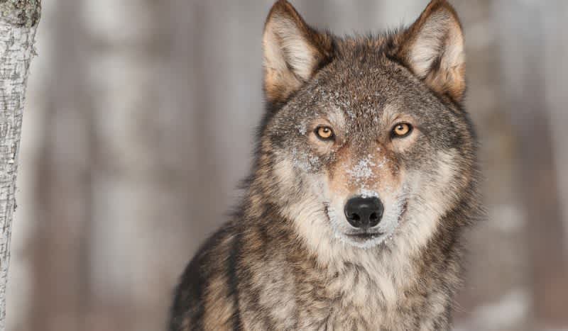 House Approves Bill to Have Wolves Delisted From Endangered Species List