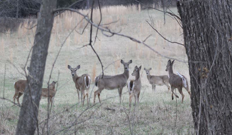 Tennessee Wildlife Experts Detect Chronic Wasting in 10 Deer; Enacts CWD Response Plan