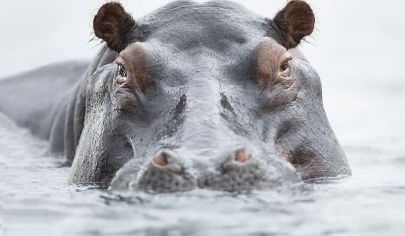 Pablo Escobar’s ‘Cocaine Hippos’ Are Thriving in Colombia