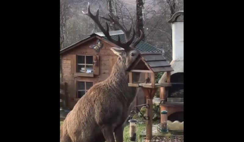 Video: Here’s Why You Should Invest in a Deer Proof Bird Feeder