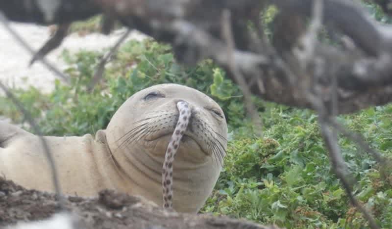 Slippery Situation: Hawaiian Monk Seals Keep Getting Eels Lodged in Their Noses