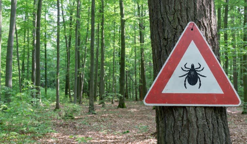 Experts Say Deer Overpopulation Likely the Cause for Lyme Disease Spike
