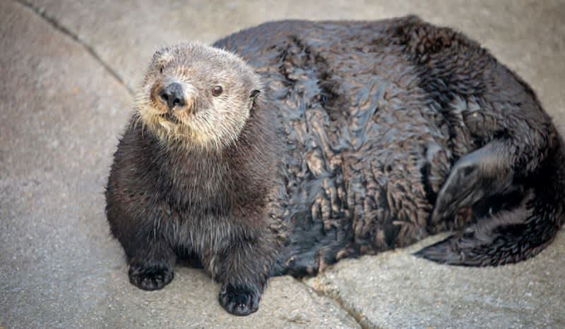 Monterey Bay Aquarium Apologizes For Calling An Otter ‘Thicc’ And ‘Chonky’ on Twitter