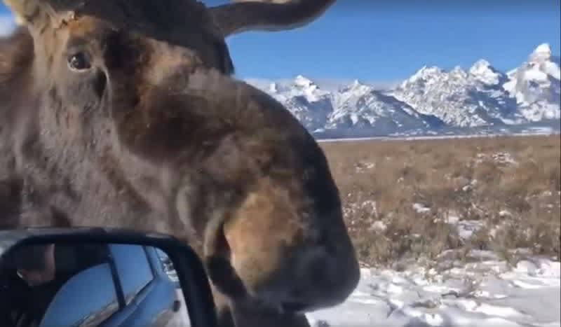 Caught on Cam: Two Bull Moose Licking Salt Off a Car in Grand Teton National Park