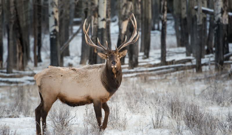 Wayne County Man Charged With Poaching Michigan Elk