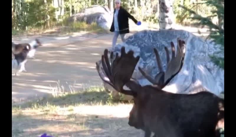Video: Velvet Bull Moose Scares Dog Walker