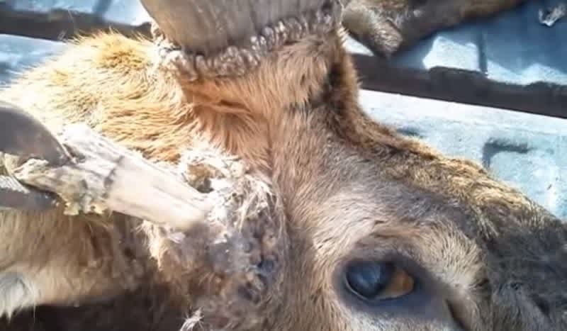 Video: Elk Hunter Finds Chunk of Antler Embedded in Another Elk’s Skull
