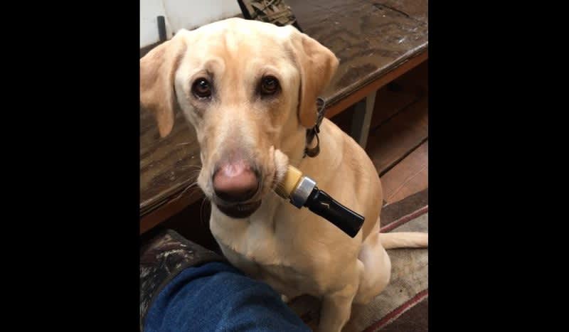 Video: Hunting Dog Appears To Learn The Art Of Duck Calling