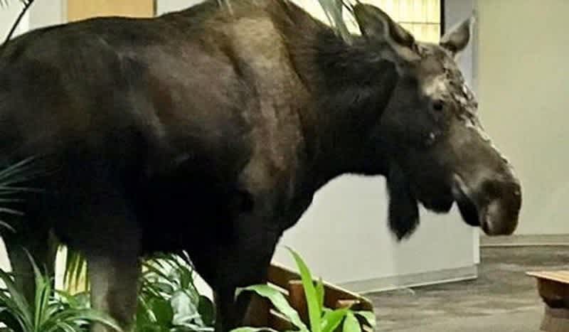 Video: Moose Enters Alaska Hospital and Finds a Snack