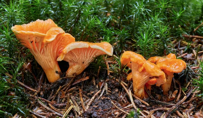 A Beginner’s Guide to Foraging Wild Mushrooms
