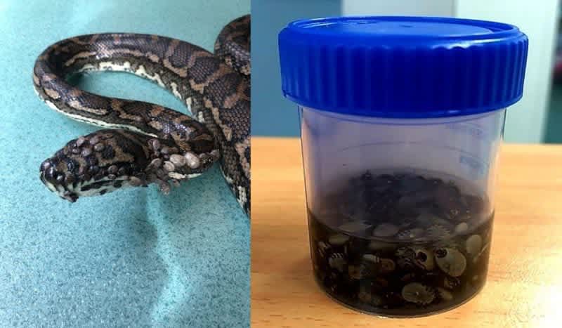 Australian Snake Catcher Captures Tick Infested Python With Over 500 Ticks On It