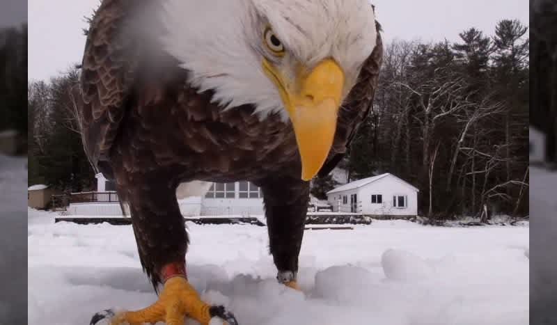 Video: Bald Eagle Swoops In For Close-Up, Steals Ice Fisherman’s Catch