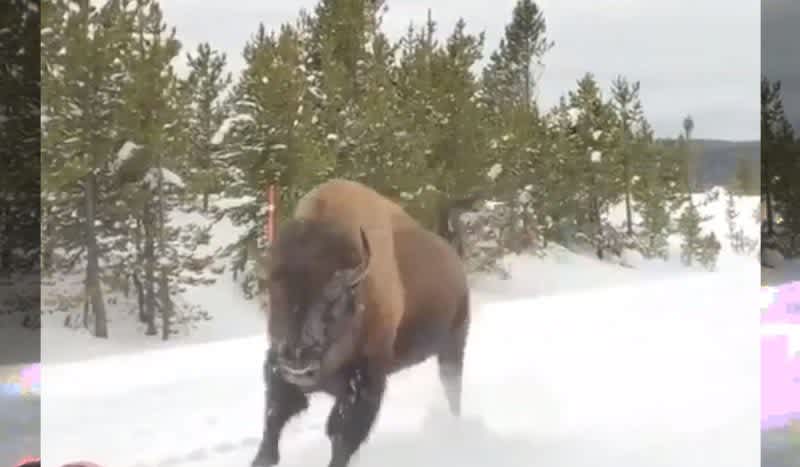 Video: Massive Bison Zooms Past Tour Group in Yellowstone National Park