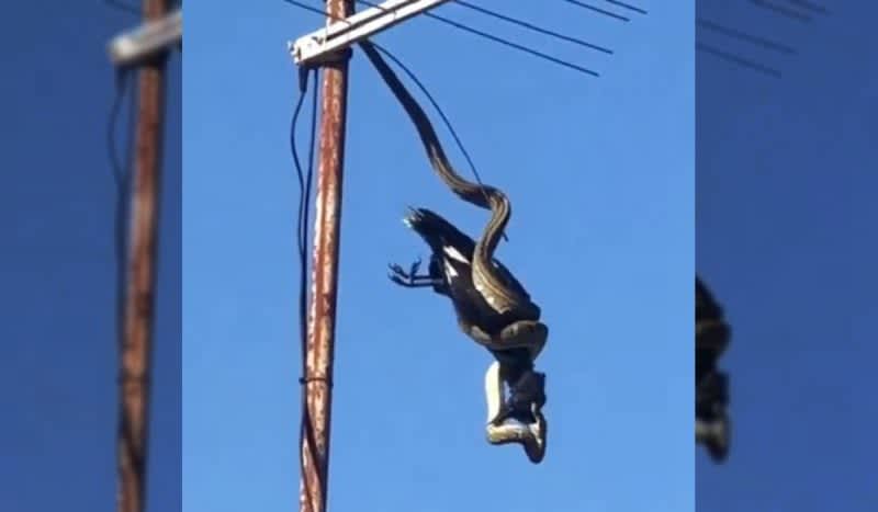 Viral Video: Snake Catches Currawong While Dangling From Telephone Pole