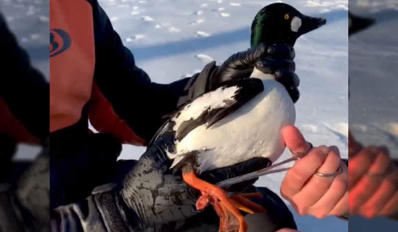Video: BlacktipH Catches Diving Goldeneye Duck Through 10-Inches of Ice