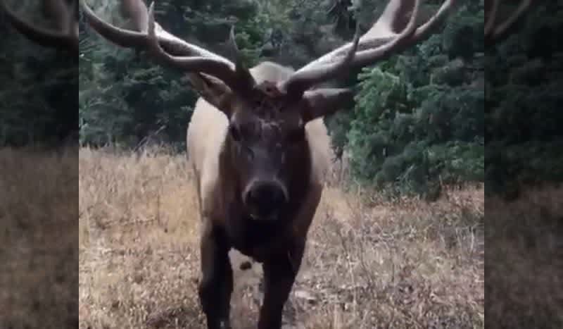 Video: Hunter Almost Flattened by Bull Elk Comes Within Inches of Giant Eyeguards
