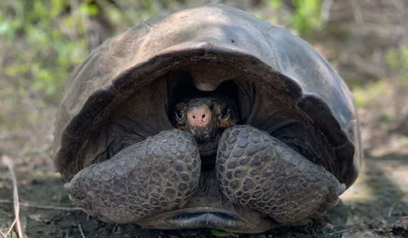 ‘Extinct’ Fernandina Island Tortoise Found After 113 Years