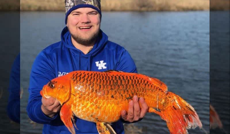 Massive 20-Pound Goldfish Reeled In By Avid Kentucky Angler