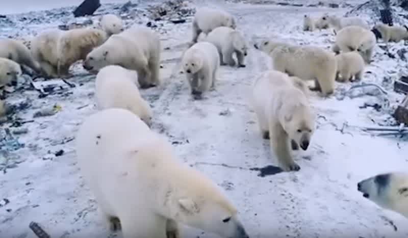 Video: State of Emergency Declared After Mass Polar Bear Invasion Raids Russian Town