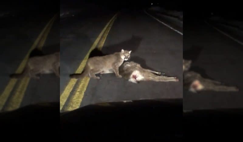 Video: Two Mountain Lions Munching a Deer on Mirror Lake Highway