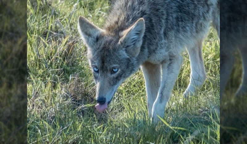 Mutant Blue-Eyed Coyotes May Be Spreading Across California